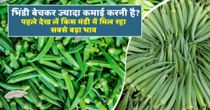 Want better profits from okra sales? check which market is offering the highest price before selling