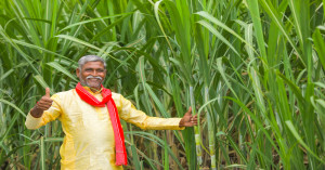 बिहार सरकार ने गन्ना यंत्रीकरण योजना को दी मंजूरी, 34.59 करोड़ रुपये से आधुनिक खेती को मिलेगा बढ़ावा