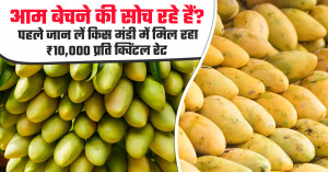 Planning to sell mangoes? check which market offered up to ₹10,000 per quintal on July 7, 2026