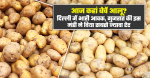 Where should farmers sell potatoes today? Heavy arrivals in Delhi while Gujarat's Vadodara market offers the highest price