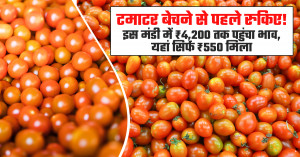 Tomato Prices Today - (July 08, 2026)