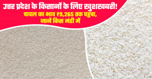 Uttar Pradesh rice market prices (july 10, 2026): bareilly touches ₹9,265, gorakhpur crosses ₹9,212 per quintal