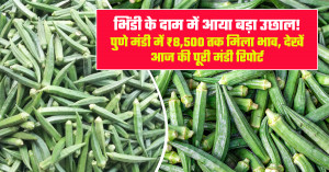 Okra market prices surge: pune (manjri) market touches ₹8,500 per quintal, check today's complete mandi report