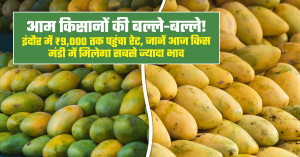 Mango market prices today: indore tops at ₹9,000 per quintal, check which market is offering the highest rates