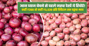 Onion market prices today: rates range from ₹200 to ₹3,520 per quintal
