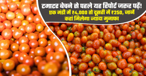 Tomato arrivals and prices in delhi and maharashtra (14 July, 2026)