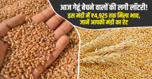 Wheat market prices today: premium wheat sold at ₹4,925/quintal in this market