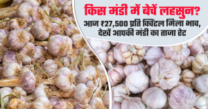 Garlic market prices on july 15, 2026: chandrapur tops at ₹27,500 per quintal, premium quality continues to command higher rates