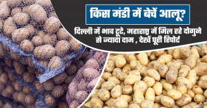 Where should farmers sell potatoes? delhi prices fall sharply while maharashtra offers more than double the rates