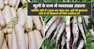 Radish market prices on july 17, 2026: maharashtra market touches ₹5,000 per quintal while delhi prices remain under pressure