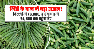 Okra market prices surge on july 19, 2026: delhi touches ₹6,000 per quintal, haryana markets stay strong