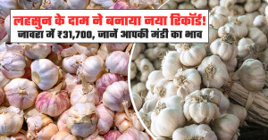 Garlic market prices today (july 20, 2026): jaora hits a record ₹31,700 per quintal, check the latest rates in your market