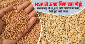 Wheat market prices stay above msp: najafgarh records ₹3,075 per quintal, check the complete market price list