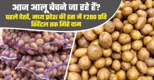 Potato market prices today (july 21, 2026): prices fall to ₹200 per quintal in morena as heavy arrivals pressure markets