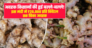 Ginger market prices today (July 22, 2026): hingna market touches ₹20,000 per quintal, premium quality fetches strong returns