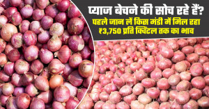 Onion market prices today (july 22, 2026): check where prices reached ₹3,750 per quintal before selling your crop