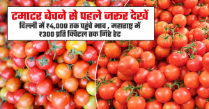 Tomato market prices today (July 23, 2026): Delhi records ₹4,000 per quintal while rates drop to ₹300 in parts of Maharashtra