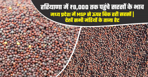 Mustard market prices today (July 23, 2026): haryana rates cross ₹8,000 per quintal, madhya pradesh markets continue trading above MSP