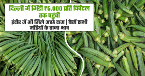 Okra market prices today (July 24, 2026): Delhi records ₹5,000 per quintal, Indore also offers strong returns