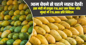 Mango market prices rise before the end of the season: mumbai touches ₹12,000 per quintal, strong rates continue in jaipur and indore