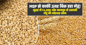 Wheat market prices stay well above MSP in several markets: Mumbai touches ₹4,800, strong demand for Sharbati wheat in Nagpur