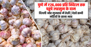 Garlic market prices today (july 25, 2026): Pune records ₹26,000 per quintal as strong demand supports prices across major markets