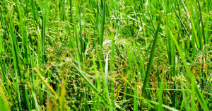 Rice dwarf virus emerging as a serious threat to paddy crops; experts urge vigilance