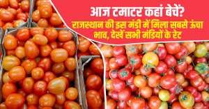 Tomato market prices today in Delhi, Mp, Rajasthan (27 July, 2026)