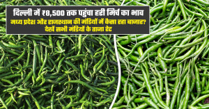 Green chilli market prices today (july 28, 2026): delhi tops at ₹8,500 per quintal, check latest rates across madhya pradesh and rajasthan