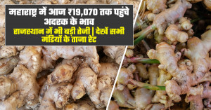 Ginger market prices surge to ₹19,070 per quintal in Maharashtra; Rajasthan markets also witness strong rally | check latest mandi rates