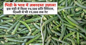 Okra market prices surge across major markets: pune (manjari) records ₹6,500 per quintal, delhi rates touch ₹5,000