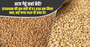 Wheat market prices today: chhoti sadri records ₹2,930 per quintal as several rajasthan markets trade above msp
