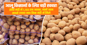 Madhya Pradesh potato market price today (July 30, 2026): premium potatoes fetch up to ₹1,500 per quintal despite heavy arrivals