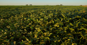 Madhya Pradesh gets biggest moong MSP procurement approval, farmers seek higher purchase limit