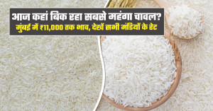 चावल का मंडी भाव (31 जुलाई, 2026)