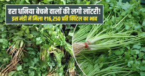 हरा धनिया का मंडी भाव (01 अगस्त, 2026)