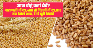 गेहूं का मंडी भाव (02 अगस्त, 2026)
