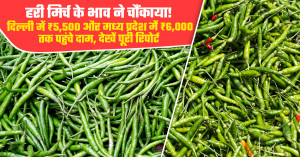 हरी मिर्च का मंडी भाव - (07 अगस्त, 2026)