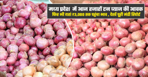 प्याज का भाव (08 अगस्त, 2026)