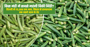 भिंडी का भाव (08 अगस्त, 2026)