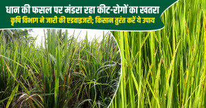 Paddy crop under pest and disease threat: agriculture department issues advisory, farmers urged to take timely action