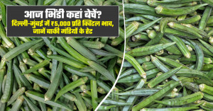 भिंडी का भाव आज - (12 अगस्त, 2026)