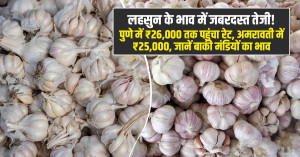 लहसुन के भाव में तेजी, पुणे में ₹26,000 तक पहुंचा मंडी रेट