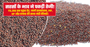 सरसों के भाव में तेजी, राजस्थान से पंजाब तक बढ़े रेट