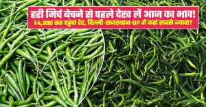 हरी मिर्च का आज का भाव ₹4,000 तक पहुंचा