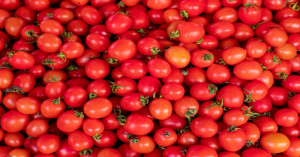 Tomato market prices today: delhi azadpur hits ₹3,400, check madhya pradesh rates