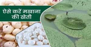 Makhana farming: मखाना की खेती पर ₹79,000 की सहायता, 21 जिलों के किसानों को मिलेगा लाभ, जानें पूरी जानकारी