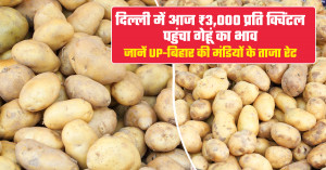 आलू का भाव (07 सितंबर, 2026)