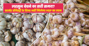 अमरावती मंडी में लहसुन का भाव ₹32,000 प्रति क्विंटल तक पहुंचा।