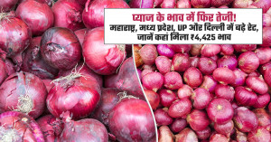प्याज के भाव में फिर उछाल: आजादपुर मंडी (दिल्ली) में ट्रकों से प्याज उतारते मजदूर।